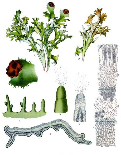 Historische botanische Tafel des Isländischen Mooses (Cetraria islandica) aus Köhler's Medizinal-Pflanzen von 1887