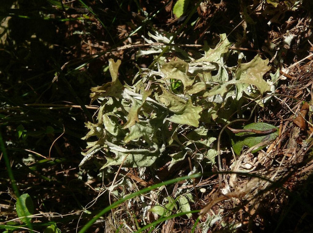 Isländisches Moos (Cetraria islandica), braungrüne Strauchflechte mit bandförmigen Lappen am Naturstandort