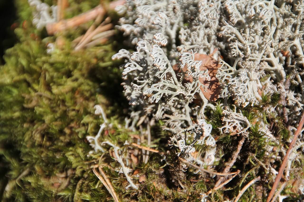 Echte Rentierflechte (Cladonia rangiferina), hellgraue, fein verzweigte Strauchflechte – häufige Verwechslungsart des Isländischen Mooses