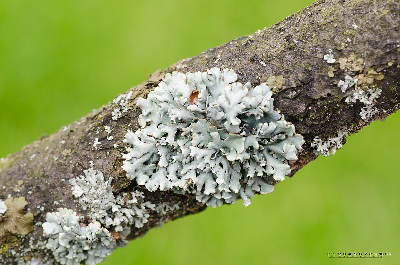 Gewöhnliche Blasenflechte (Hypogymnia physodes), graue Blattflechte auf einem Zweig – wichtige Art der Flechtenkartierung