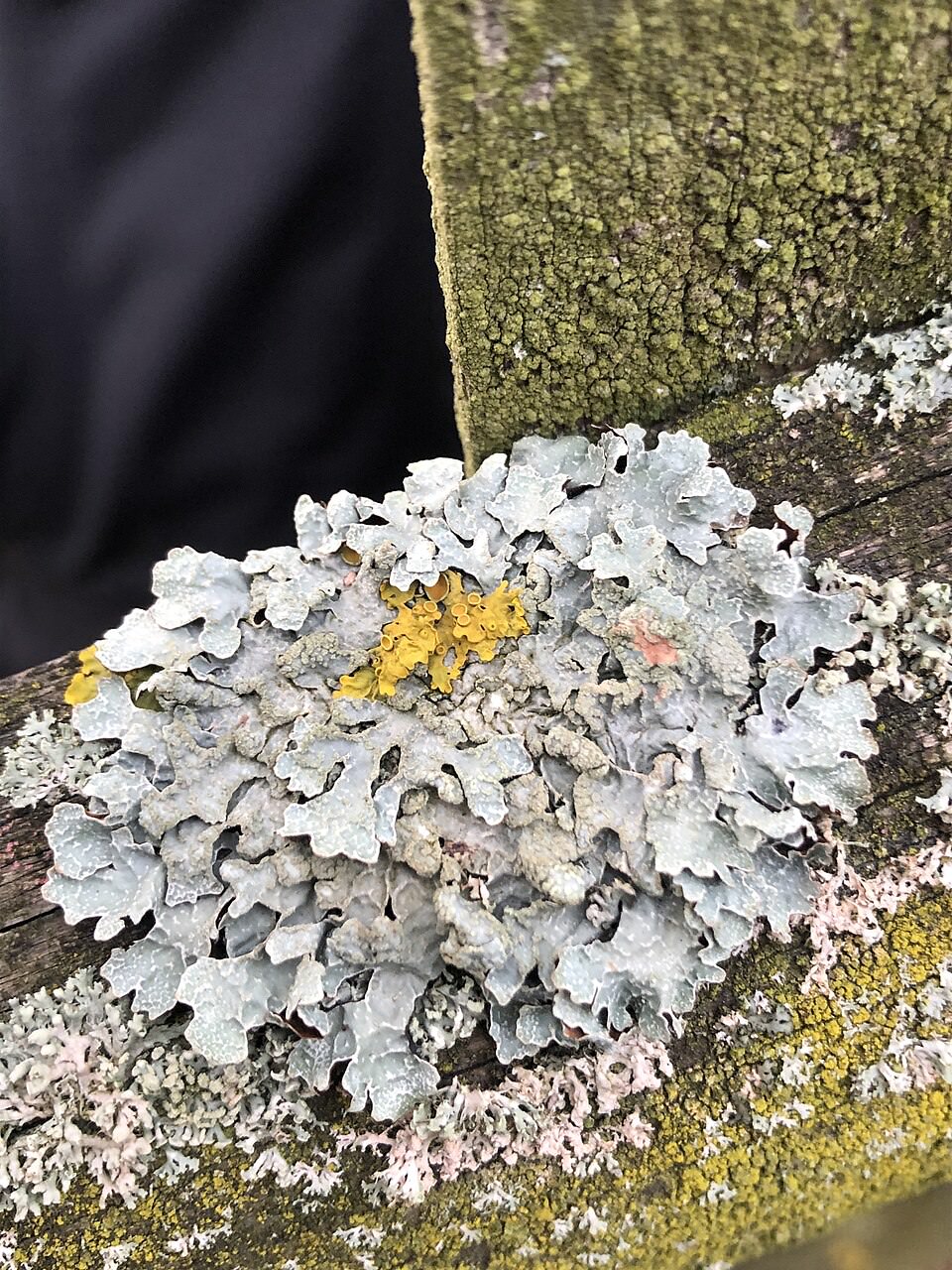 Detailaufnahme der Sulcatflechte (Parmelia sulcata) mit Soralen und netzartiger Oberfläche, wie sie bei der Bestimmung mit der Lupe sichtbar ist