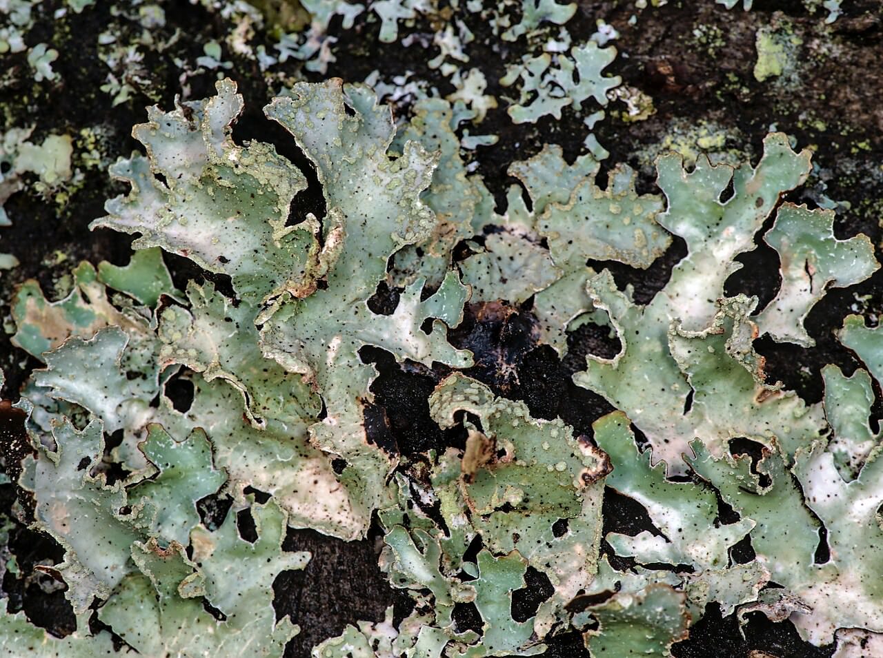 Sulcatflechte (Parmelia sulcata), graue Blattflechte mit netzartigen Furchen auf Rinde