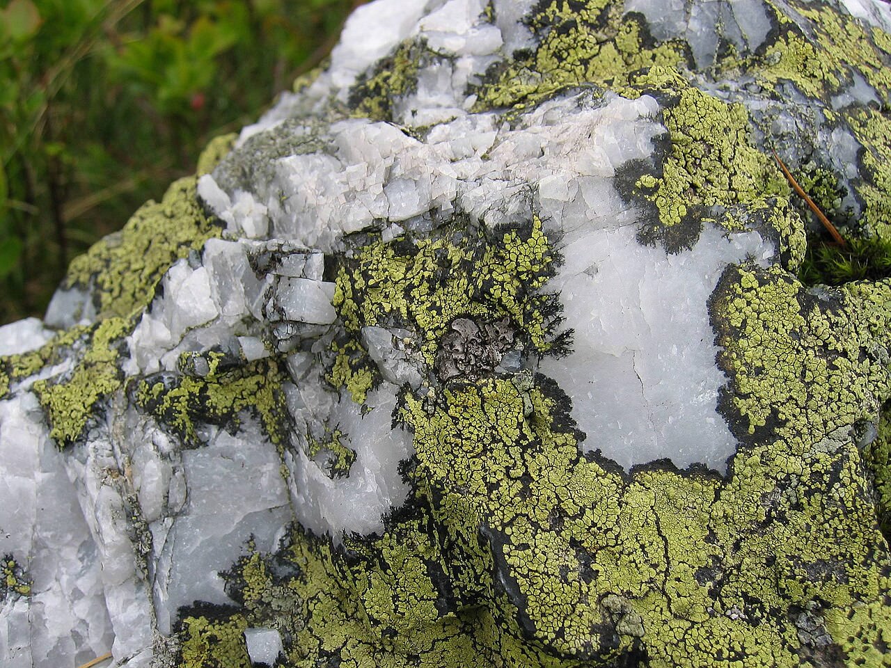 Landkartenflechte (Rhizocarpon geographicum), gelbgrün-schwarze Krustenflechte auf Quarzgestein