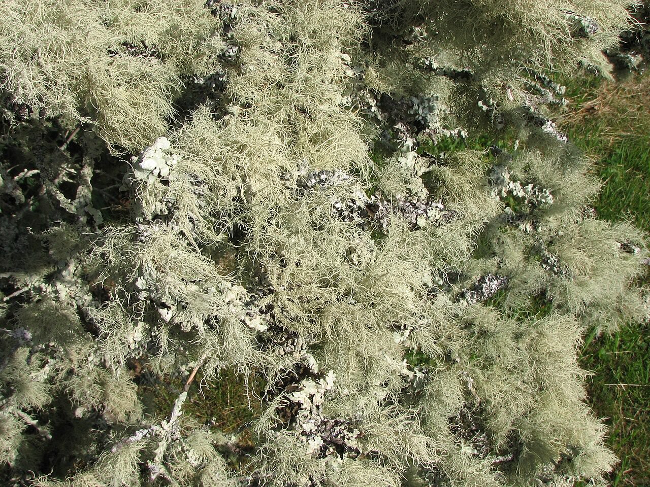 Bartflechte (Usnea), strauchig herabhängende Strauchflechte an einem Ast, Nahaufnahme
