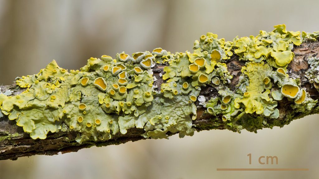 Gewöhnliche Gelbflechte (Xanthoria parietina), orangegelbe Blattflechte auf Baumrinde