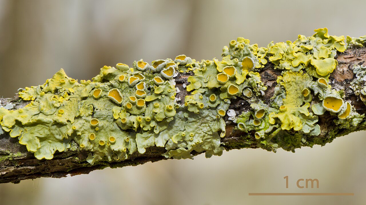 Gewöhnliche Gelbflechte (Xanthoria parietina), orangegelbe Blattflechte auf Baumrinde