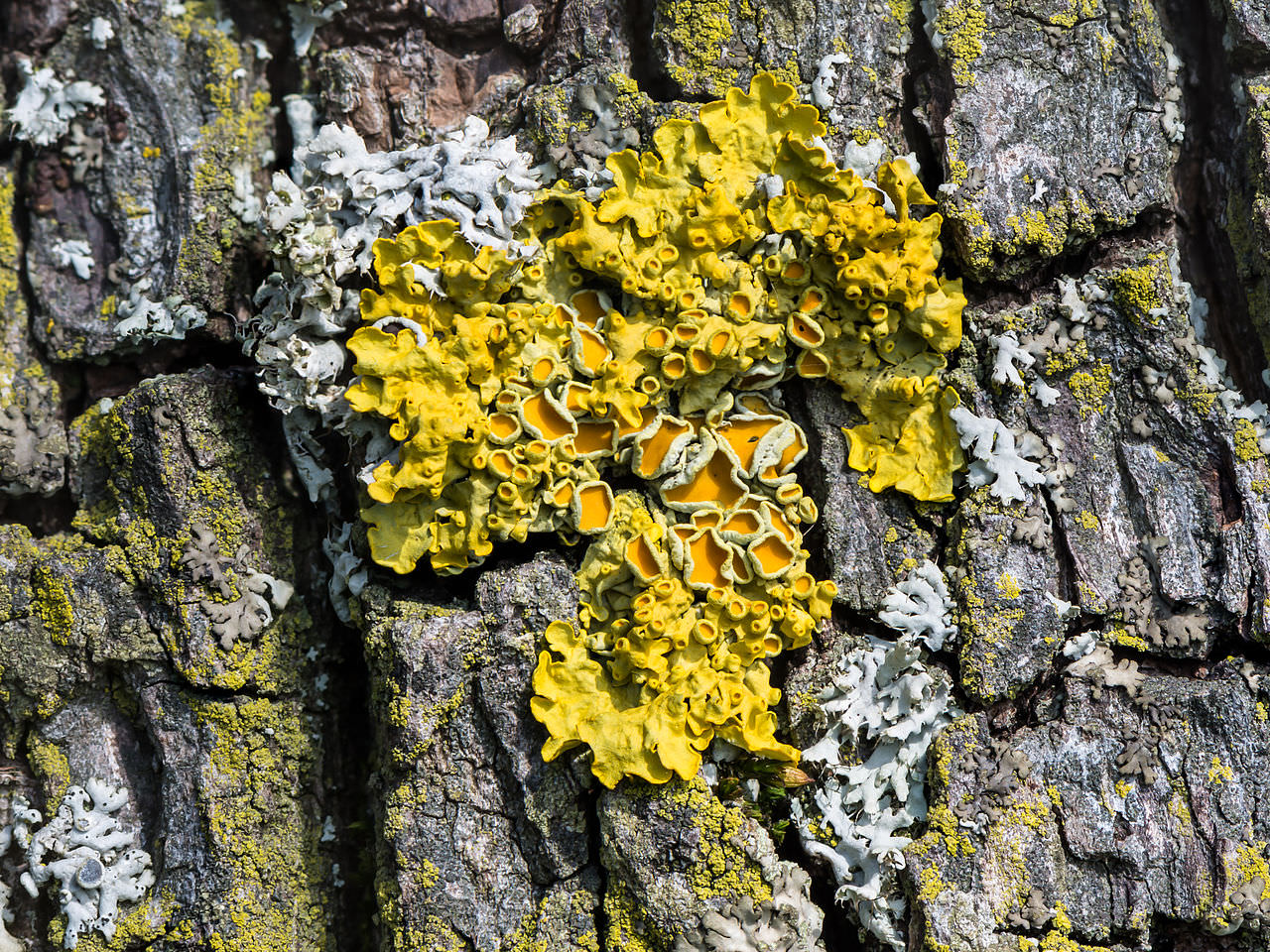 Gewöhnliche Gelbflechte (Xanthoria parietina) auf Gestein, leuchtend orange Rosetten